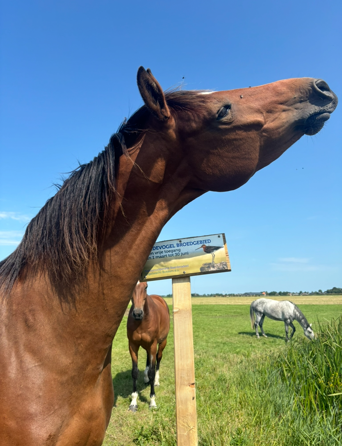 Photo of Smikkelbeer